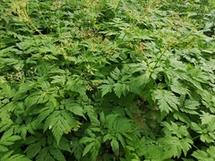 Chaerophyllum hirsutum