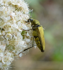 Lepturobosca chrysocoma