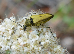Lepturobosca chrysocoma