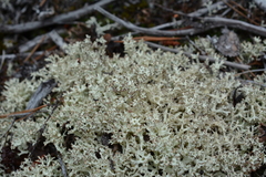 Cladonia arbuscula mitis
