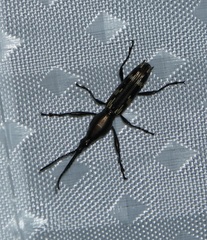 Brentinae