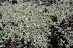 Cladonia arbuscula mitis