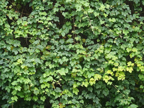 Image of Vitis thunbergii by no rights reserved