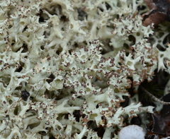 Cladonia arbuscula mitis