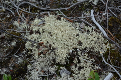 Cladonia arbuscula mitis