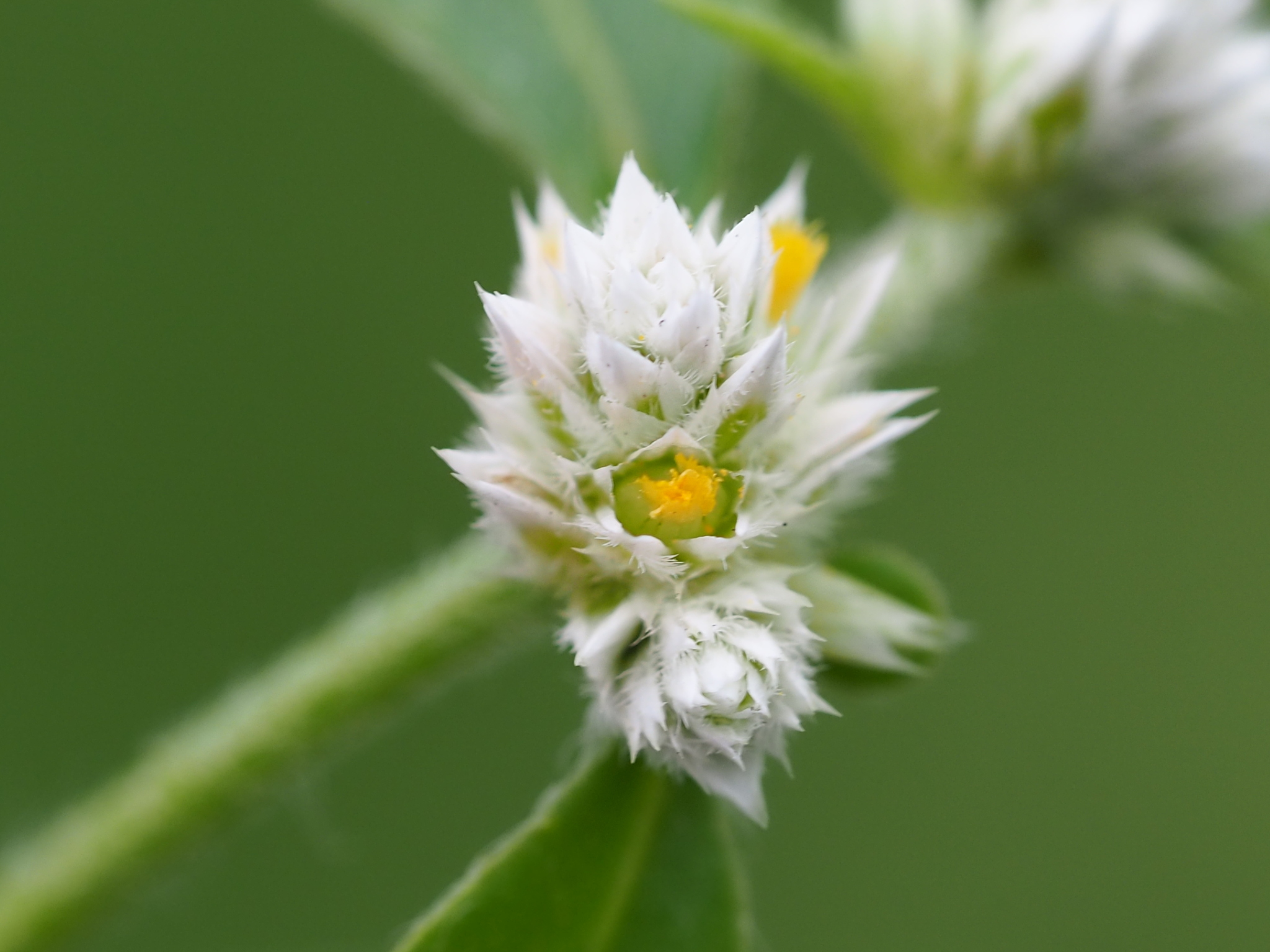 Alternanthera