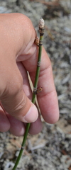 Equisetum × trachyodon