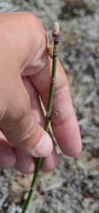 Equisetum × trachyodon