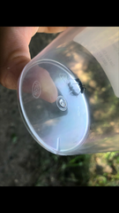 Camponotus pennsylvanicus