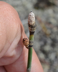 Equisetum × trachyodon