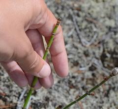 Equisetum × trachyodon