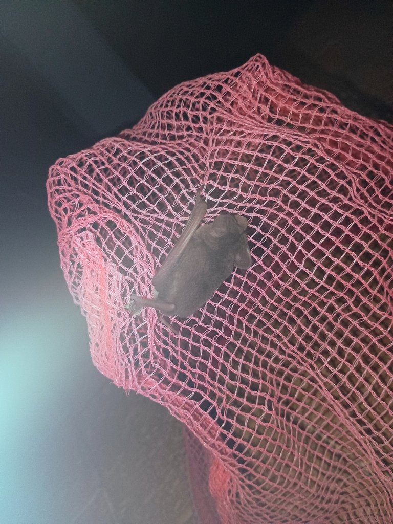 South-Western Free-Tailed Bat