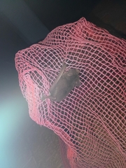 South-Western Free-Tailed Bat photo 1