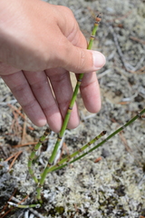 Equisetum × trachyodon