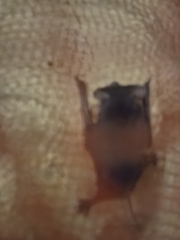South-Western Free-Tailed Bat photo 2