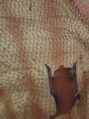 South-Western Free-Tailed Bat photo 3
