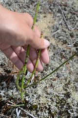 Equisetum × trachyodon