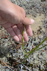 Equisetum × trachyodon