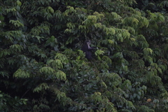 Cercopithecus campbelli