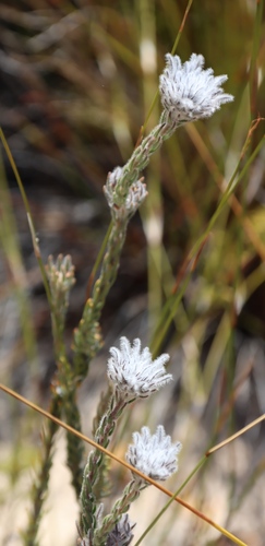 Phylica barbata (Phylica barbata)