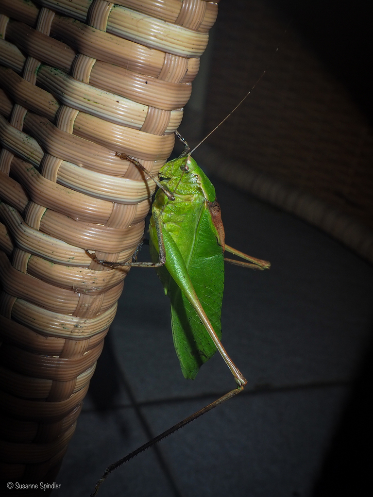 Mecopoda macassariensis
