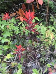 Castilleja miniata dixonii