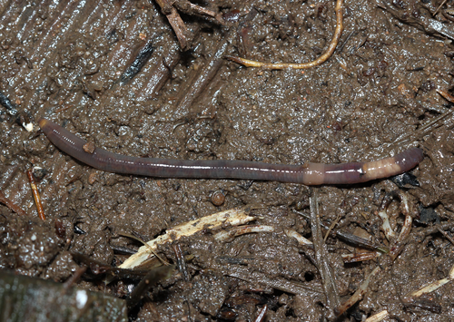 woodland white worm
