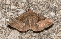 Hypena deceptalis