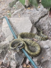Shropshire's Puffing Snake photo 3