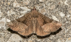 Hypena deceptalis