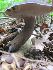 Tylopilus griseocarneus