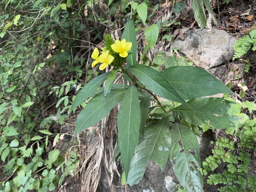 Image of Barleria oenotheroides by no rights reserved