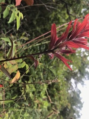 Castilleja miniata dixonii