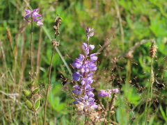 Lupinus rivularis