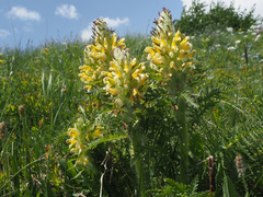 Pedicularis condensata