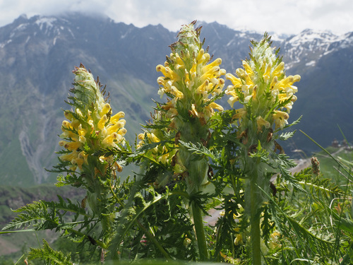 Pedicularis condensata