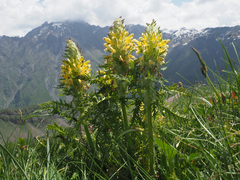Pedicularis condensata