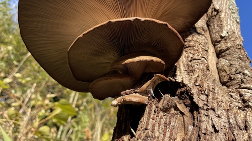 Pleurotus ostreatus