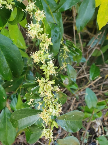Rhaphiostylis beninensis