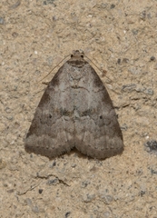 Hyperstrotia pervertens