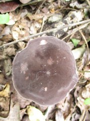 Tylopilus griseocarneus