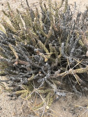Cylindropuntia tesajo
