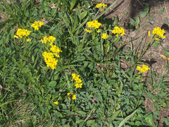 Draba hispida