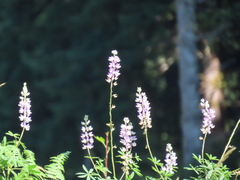 Lupinus rivularis