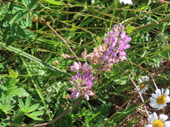 Lupinus rivularis