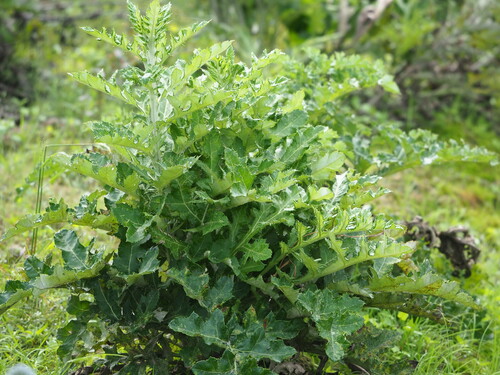Echinops grijsii, photograph 3