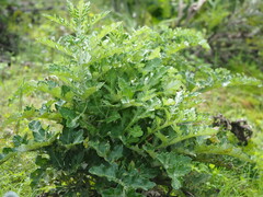 author not stated, no rights reserved Echinops grijsii, photograph author not stated, no rights reserved