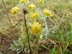 Bupleurum americanum