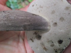 Tylopilus griseocarneus