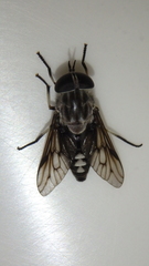 Tabanus trimaculatus